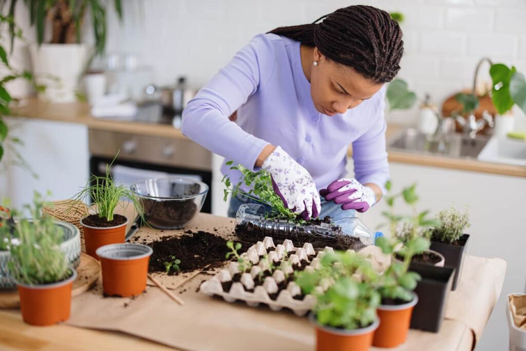 Horta caseira, mulher coloca hortaliças em recipientes